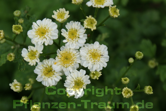 Mutterkraut Pflanze Tanacetum parthenium gefüllt
